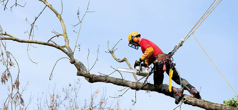 Arborist Appreciation Day