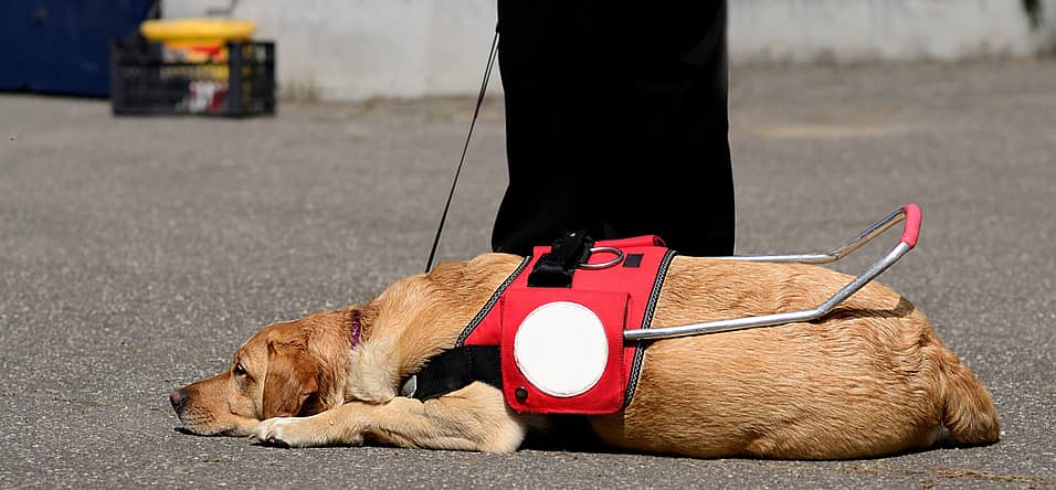 Assistance Dog Day