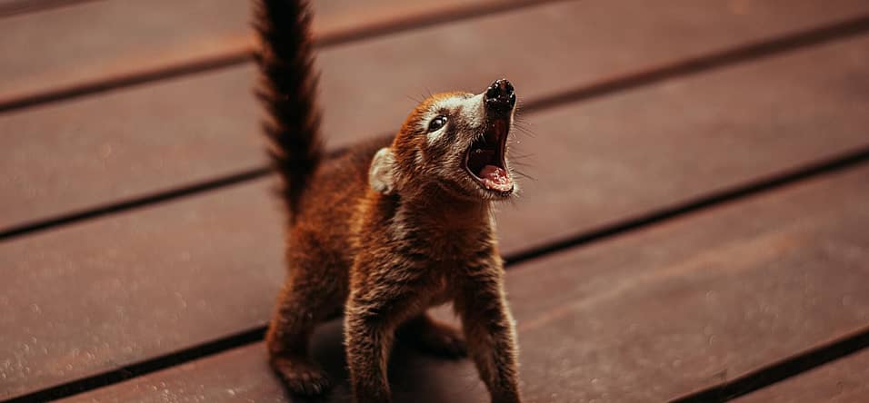 World Coati Day