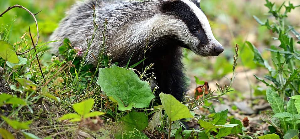 National Badger Day (October 6th) Days Of The Year