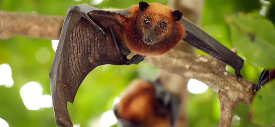 International Bat Appreciation Day