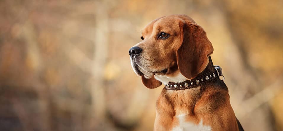 National Beagle day