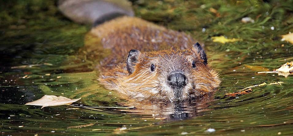 International Beaver Day