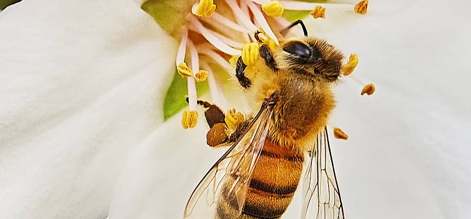 Bee Active Bee Healthy Bee Happy Week