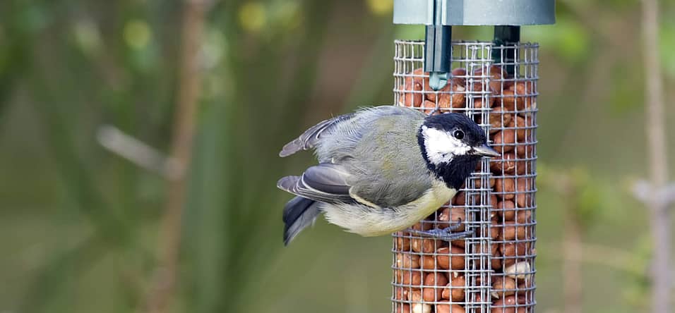 National Bird Feeding Month