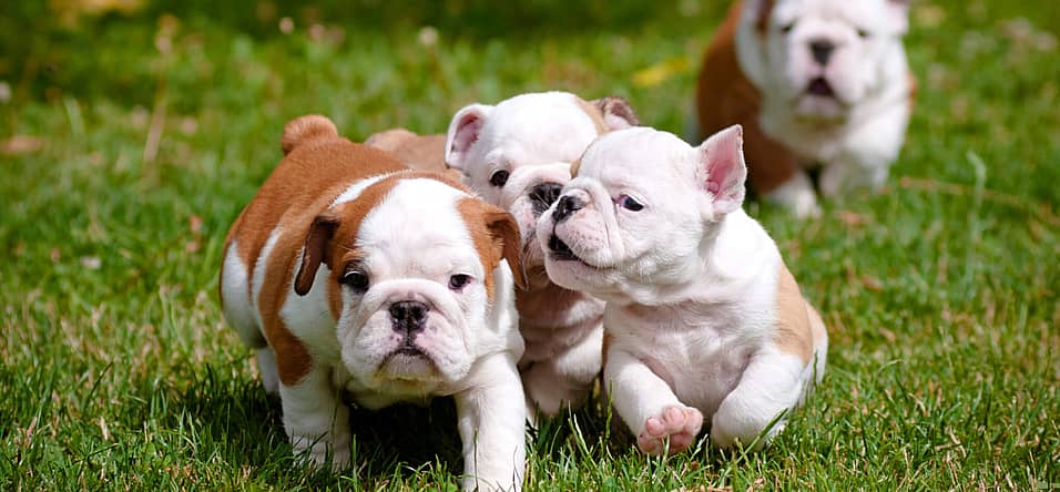 National Bulldogs Are Beautiful Day