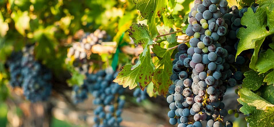 Cabernet Franc Day