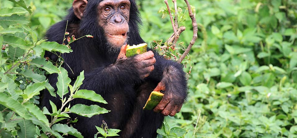 World Chimpanzee Day