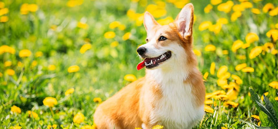 International Corgi Day