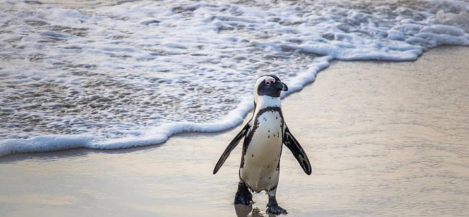 International African Penguin Awareness Day