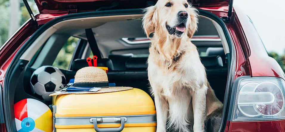 National Pet Travel Safety Day