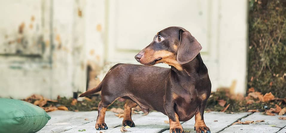 National Dachshund Day