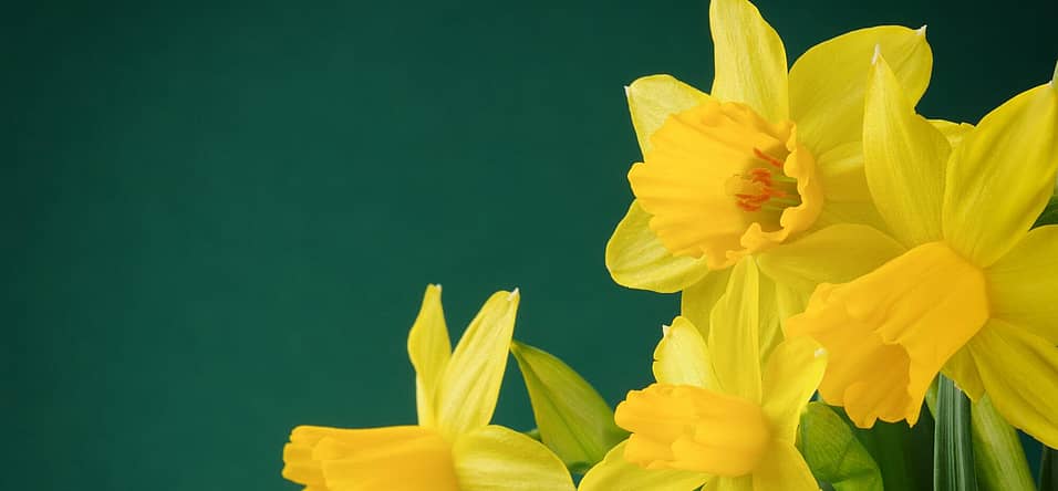 Daffodil Day