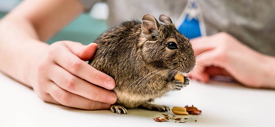 Small Pet Rodent Awareness Week 