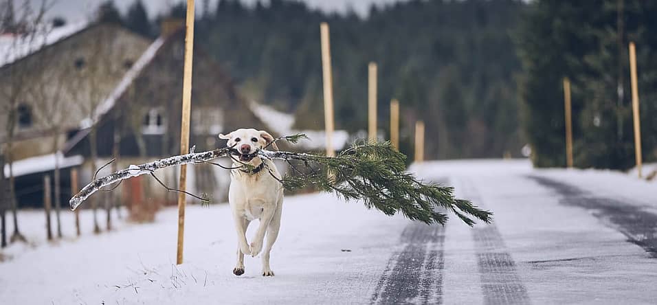 National Take Down the Christmas Tree Day