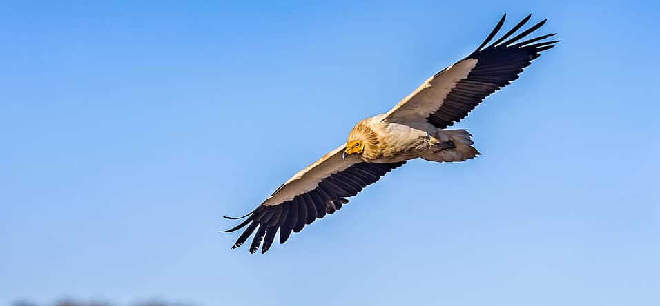 International Vulture Awareness Day