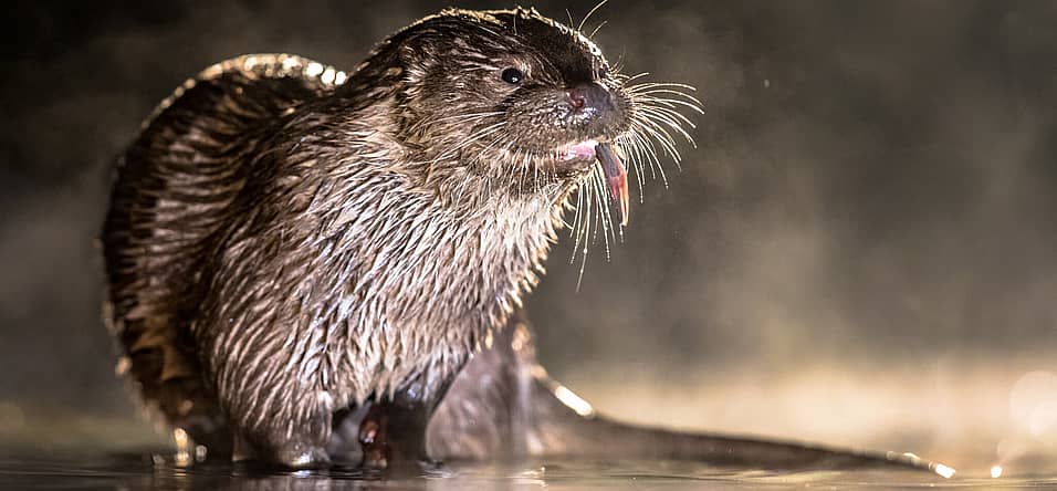 World Otter Day