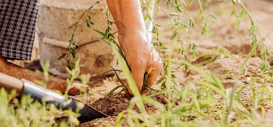 National Weed Your Garden Day