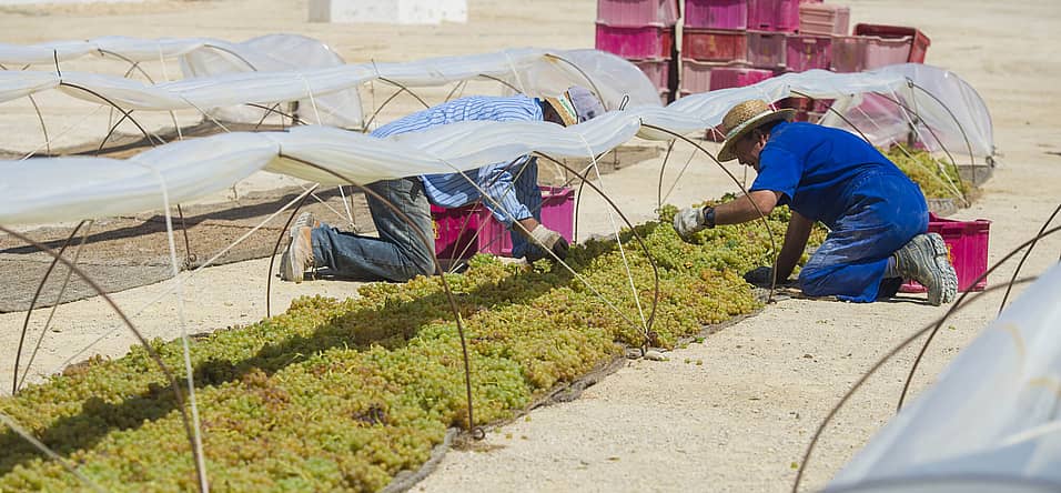 Farmworker Appreciation Day