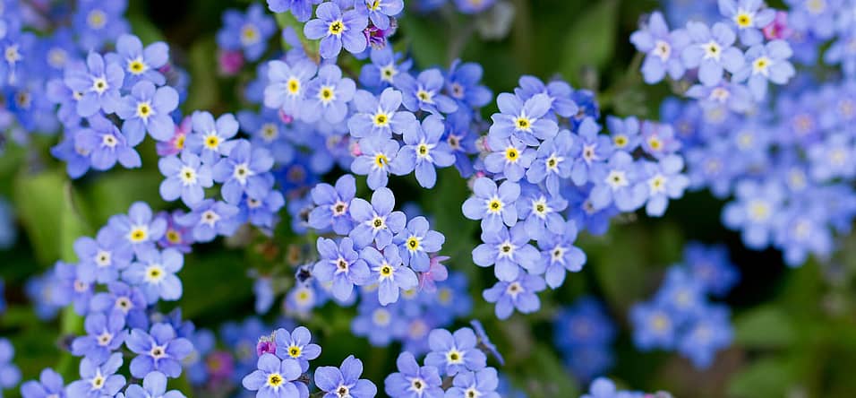 National Forget-Me-Not Day