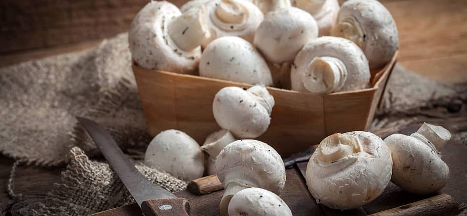 National Mushroom Day