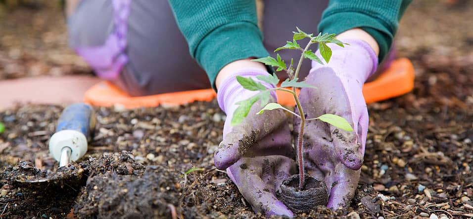 National Gardening Exercise Day