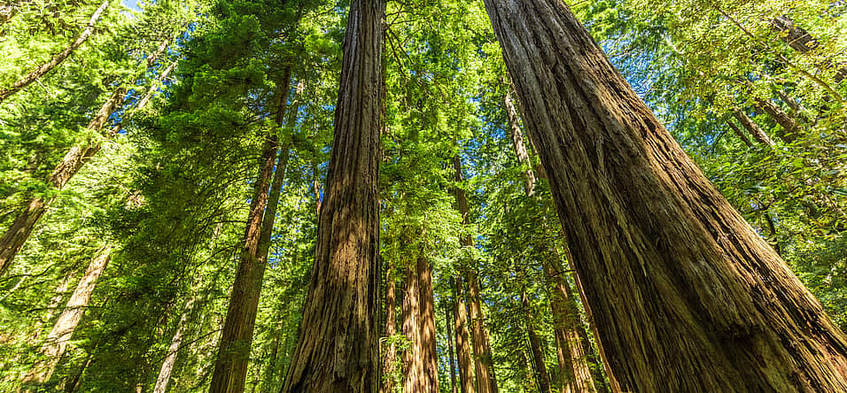 National Arbor Day