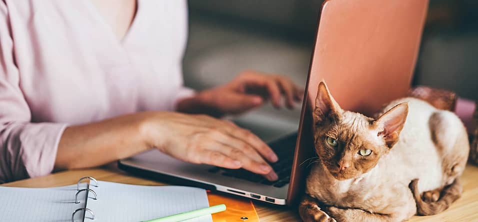 National Take Your Cat to Work Day