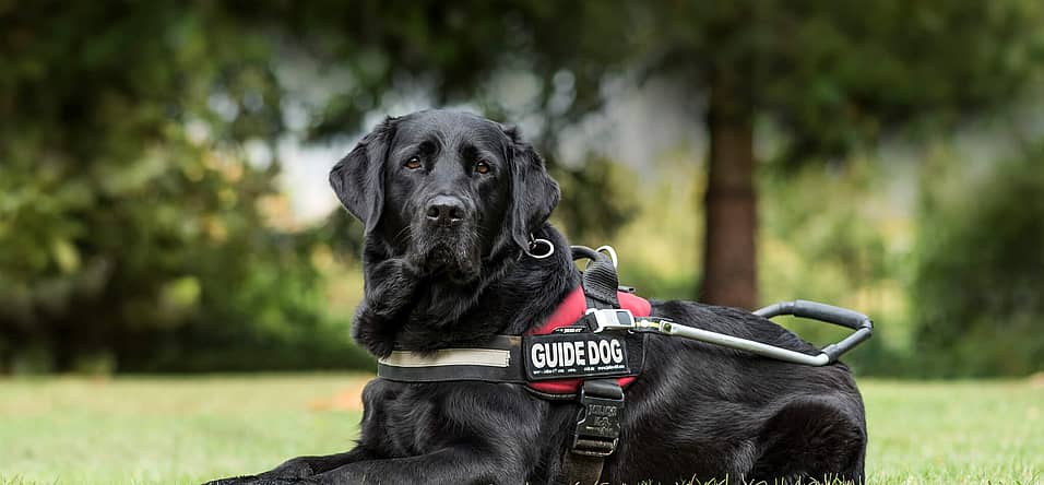 National Guide Dog Month