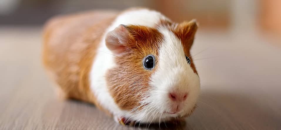 Guinea Pig Appreciation Day