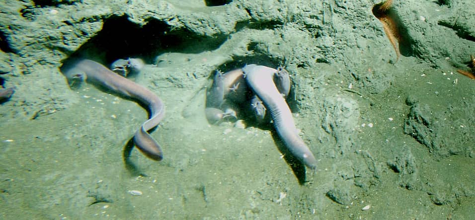 Hagfish Day