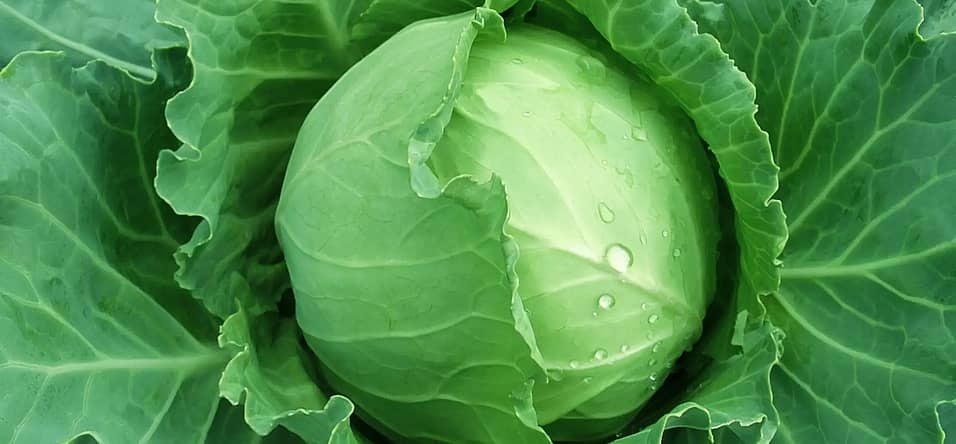 National Cabbage Day