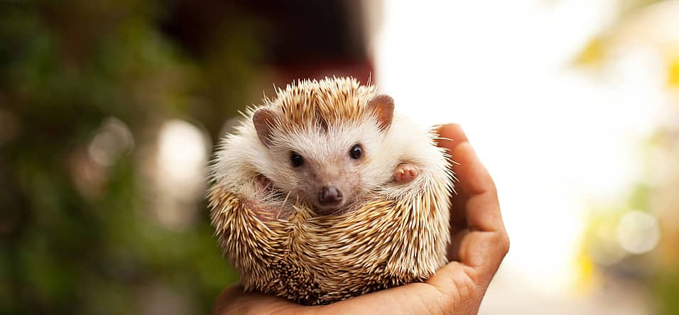 National Hedgehog Day