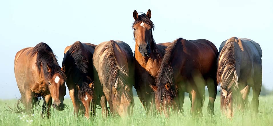 National Horse Protection Day