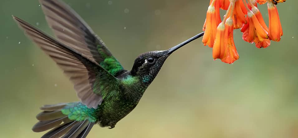 National Hummingbird Day (September 7th, 2024) Days Of The Year
