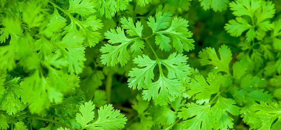 International I Hate Coriander Day