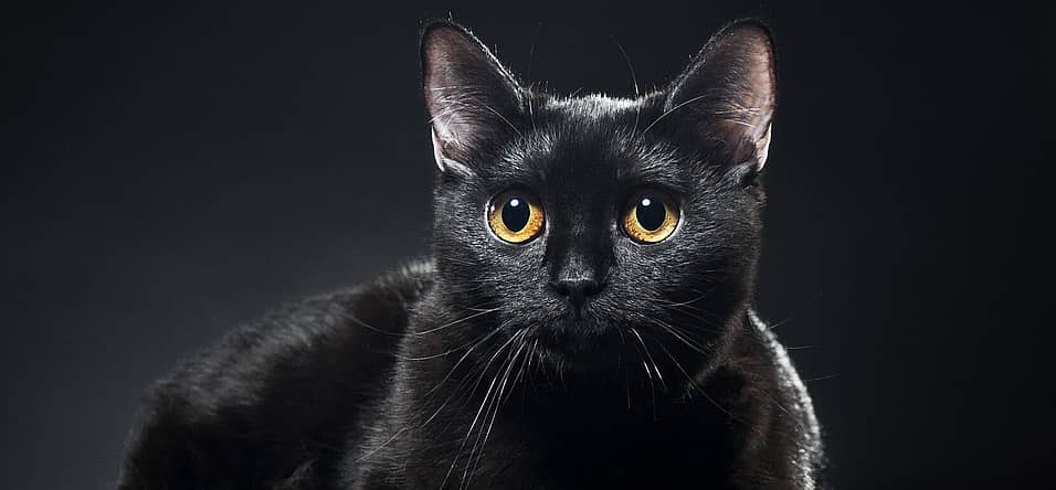 Black Cat Awareness Month