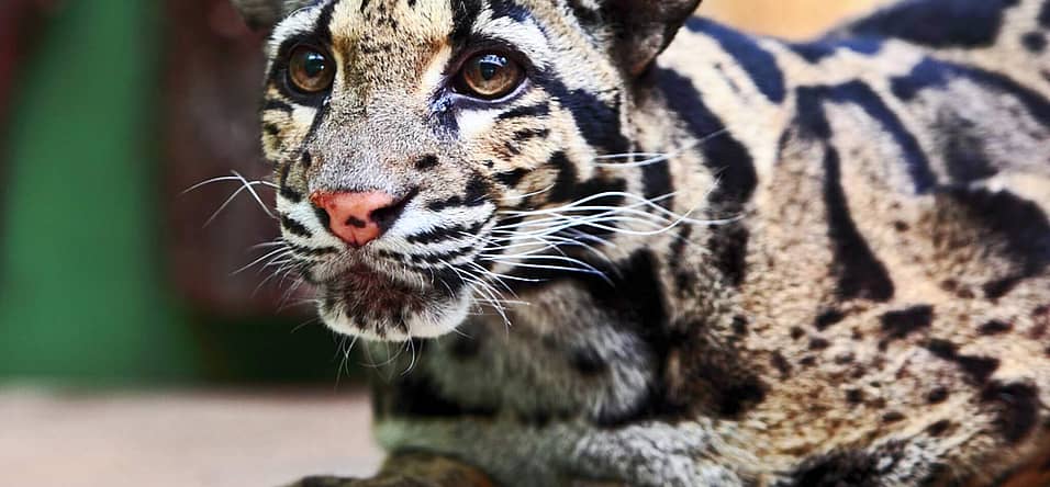 International Clouded Leopard Day