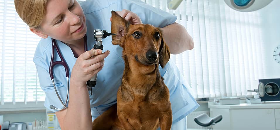 International Day of Veterinary Medicine