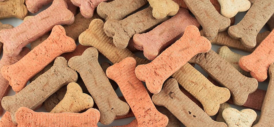 International Dog Biscuit Appreciation Day