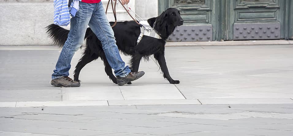 International Guide Dog Day