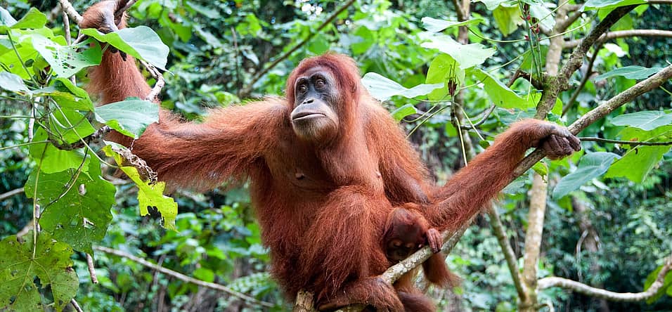 International Orangutan Day