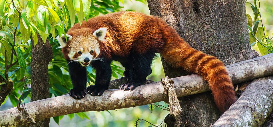 International Red Panda Day