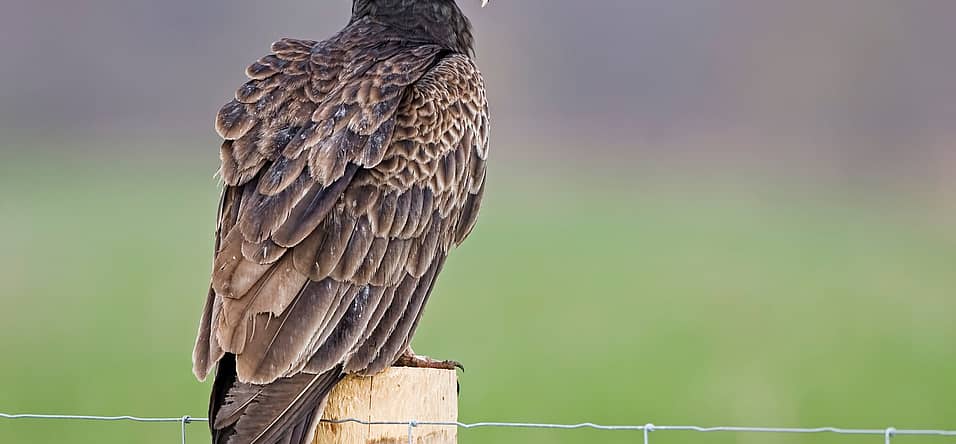 International Vulture Awareness Day