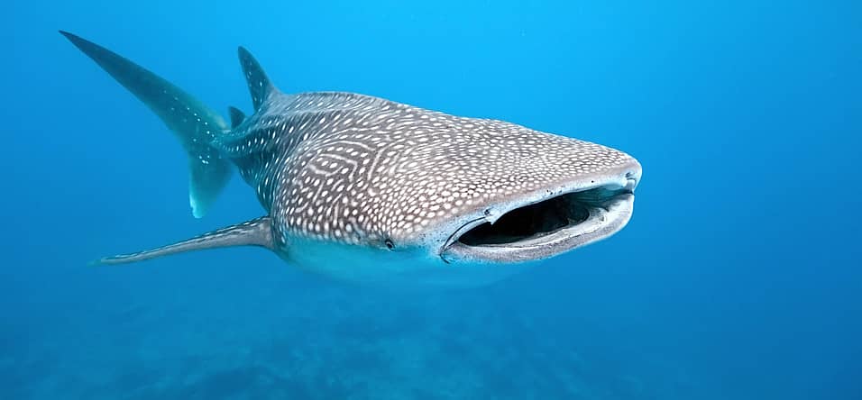 International Whale Shark Day