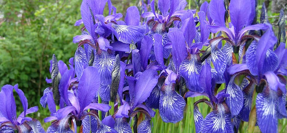 Iris Day