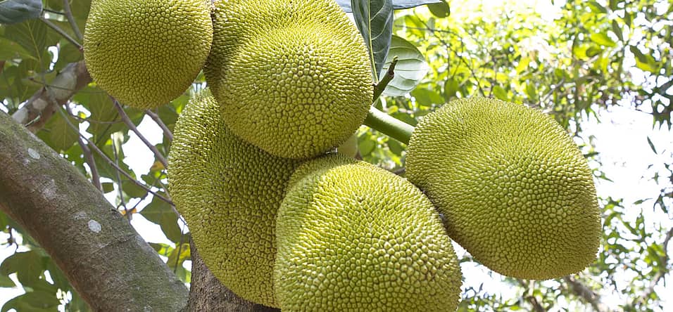 Jackfruit Day