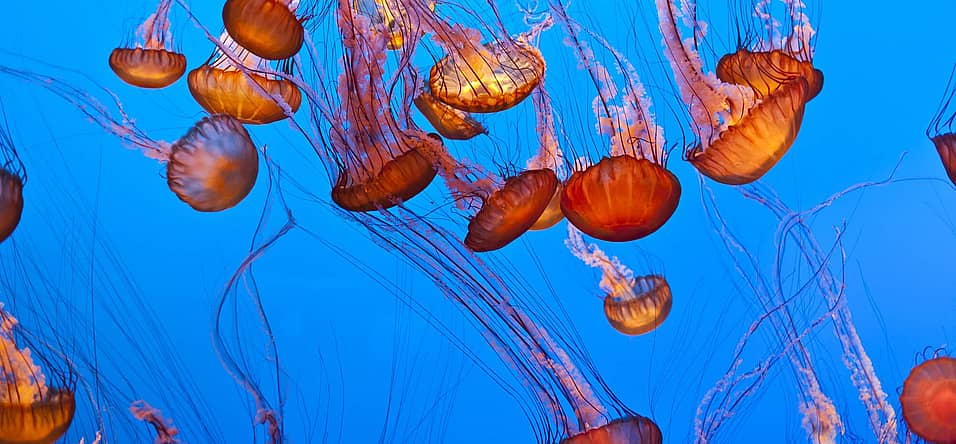 World Jellyfish Day