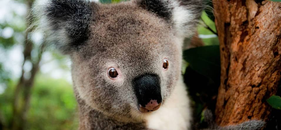 Save the Koala Day