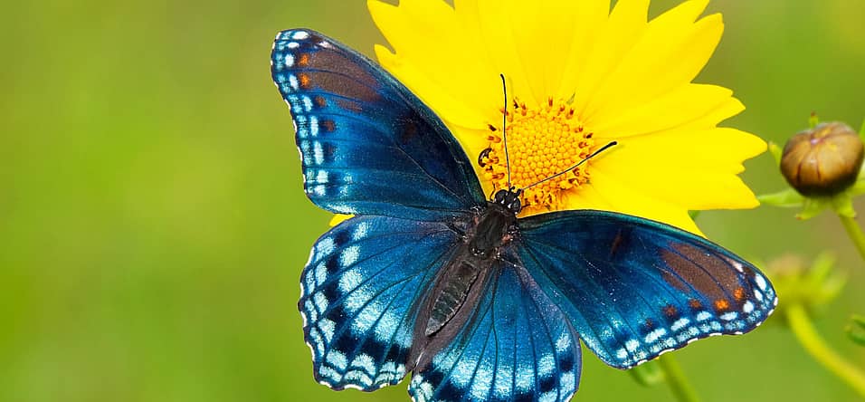 National Learn About Butterflies Day